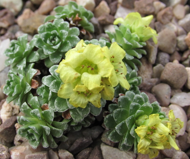 Saxifraga 'Bozi Dar' 508/20